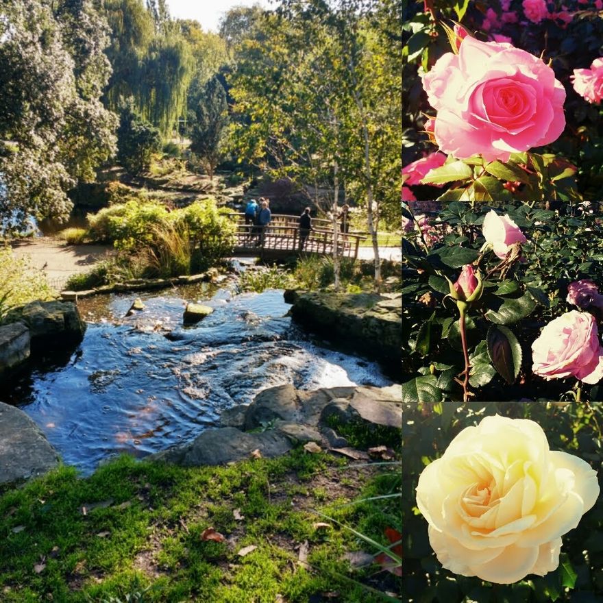 Queen Mary's garden in Regent's Park